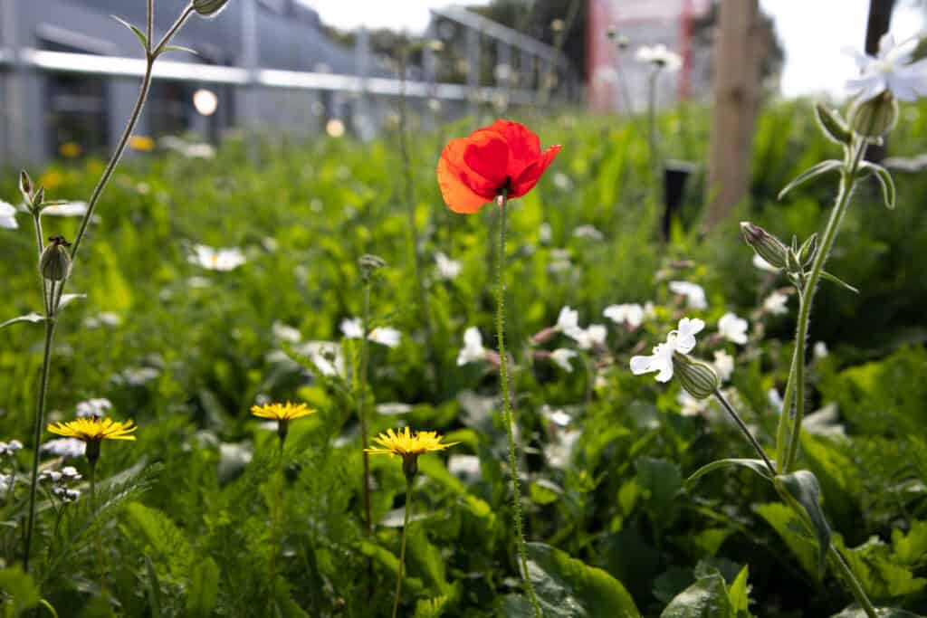MIP-Car-park-wildflowers-scaled